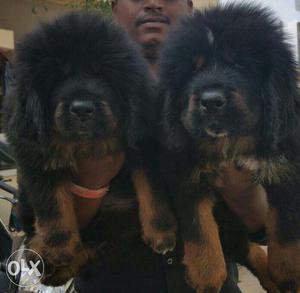 King kennel Tibetan mastiff puppy available in ready stock