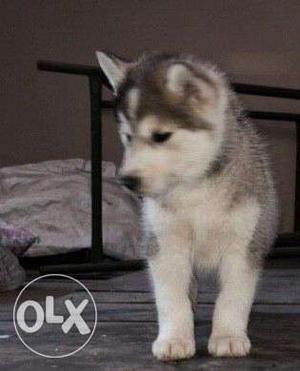King kennel - Top good Siberian husky puppies with kci