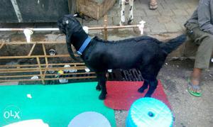 Kota goat for immediate sale, Full Black!
