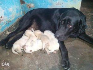 Lab puppys in first breed contact in Mr.balaji