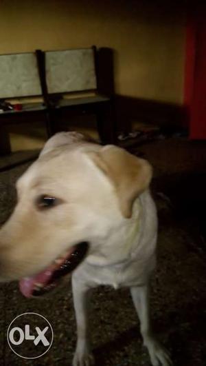 Labrador 12 month dog love vaccination given with