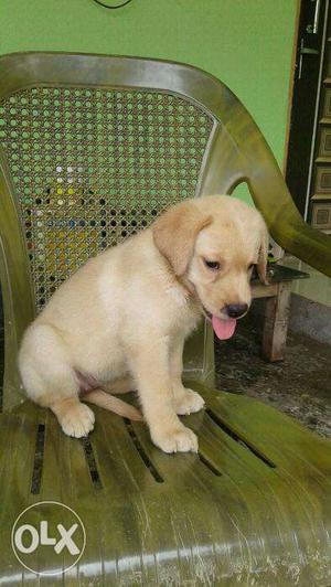 Labrador and all type bride puppy available
