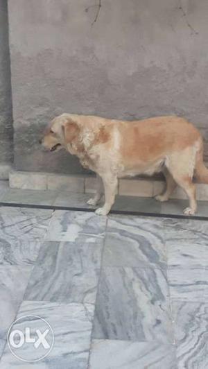 Labrador golden female vry near heat sale and