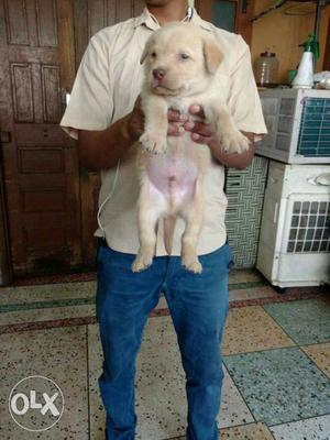 Labrador puppies German shepherd n other all