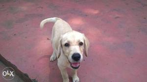Labrador puppies for sale with kci certificate
