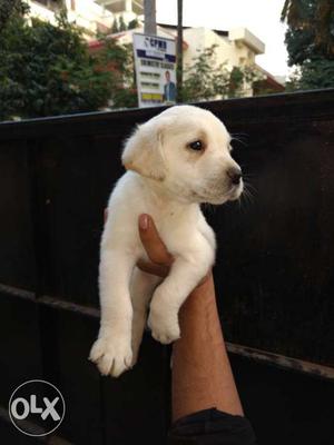 Labrador puppies for sell. Pure and healthy breed