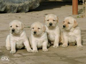 Labrador puppies in Jaipur call Mr. Dog pet shop
