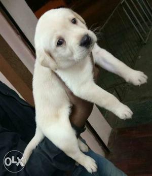 Labradore available male and female quality breed