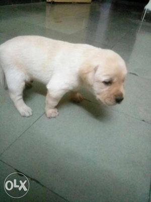 Labradore puppies available male  female 