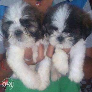 Lhasa apso available male  female  pure