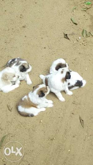 Lhasa apso dog for sale