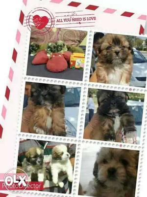 Lhasa apso female puppy available