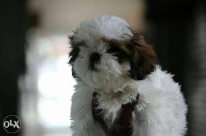 Lhasa apso puppies all over India delivery male