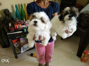 Lhasa apso puppy available female puppy