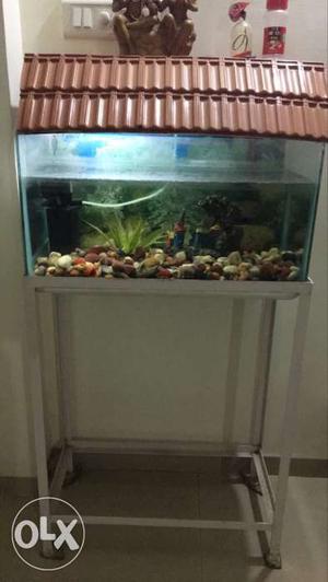 Life in house Fish aquarium with 2 fishes,