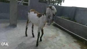 Long ears goat urgent to sell