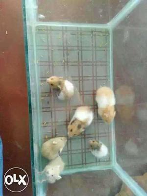 Long hair home breed hamsters available. Lovely