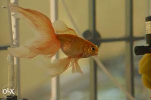 Long tail Gold fish one pair for sale