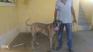Looking female greatdane for mating,