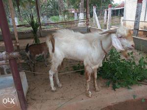 Male goat for sale