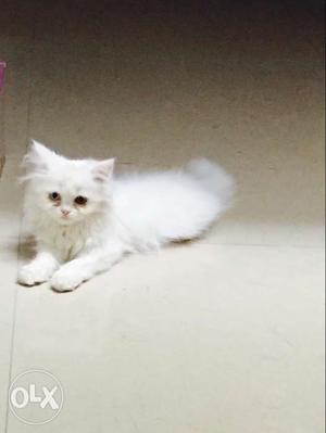 Male kitten 1.5 month old. intrested call