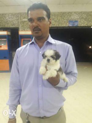 Minichear pomeranian &Shihtzu puppies available in mumbai