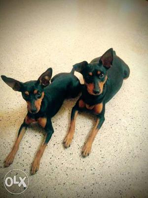 Minpin puppies champion lineage