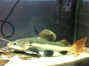 Monster fish [redtail cat fish] for sale - 2feet long