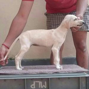 Mudhol puppies available