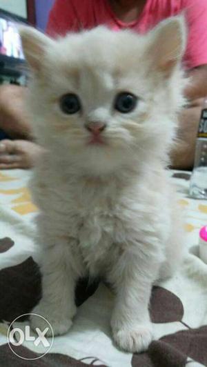 NAGPUR:-Persian Kitten## Pug** English Mustiff## Great