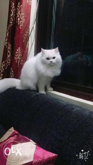 Name: Frosty female cat... Breed; perSian Cat