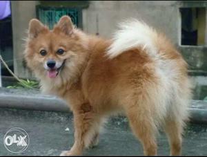 Need a female pomerian for mating my dog is 2 yrs old