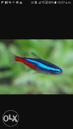 Neon tetra fishes 16 pcs in 600rs