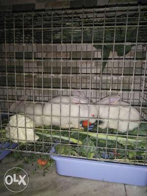 Newzeland fancy rabbits, 2male, 2female, 6monts with Gage,