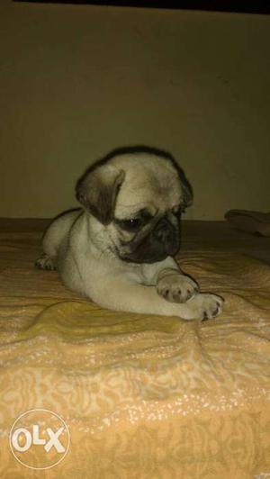 One female Pug pup available 