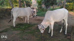 Ongole 4 months pregnant cow