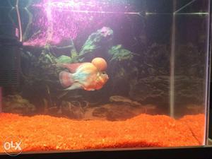 Orange And Grey Flowerhorn Fish