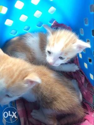 Orange And White Kittens