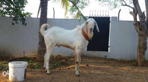 Orginal chinni goats for sale 2 pragnant female