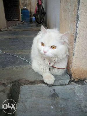 Original breed male parsian