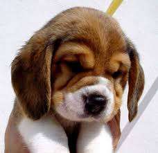 Own Breed Beagle Puppies