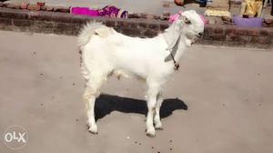 PURE Jamnapari goat kid 5month