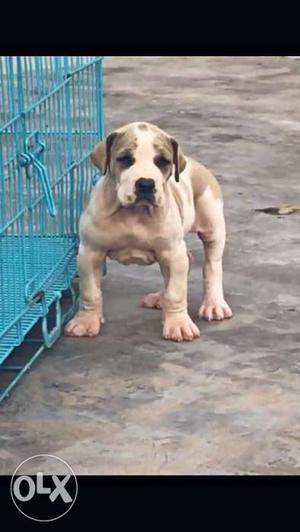 Pakistani bully male pup two side imported full