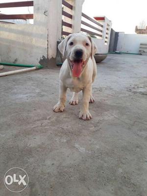 Pakistani bully pup import blood for sale
