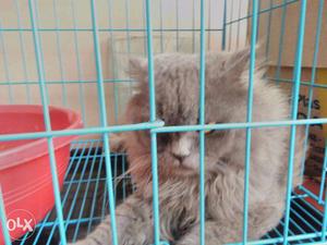 Persian Cat Proven Pair For Sale