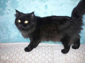 Persian cat female price fixed genuine buyer's