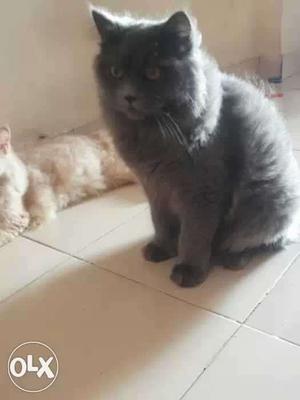 Persian cat for sale grey and white price 