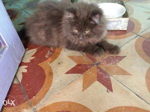 Persian cat one month baby vasinated up to date
