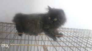 Persian kittens good quality 1 male and 1 female