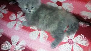 Persion kitten double couted